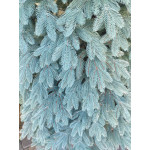 Искусственная литая елка «Швейцарская» 1.8 м голубая