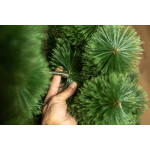 Штучна ялинка «Сосна Розпушена» зелена 1.2 м